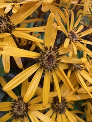 Ligularia dentata
