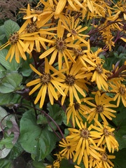 Ligularia dentata