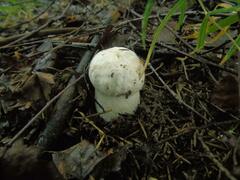 Leccinum percandidum