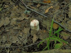 Leccinum percandidum