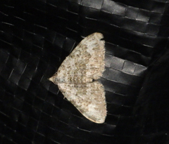 Coenotephria