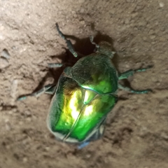 Protaetia speciosissima