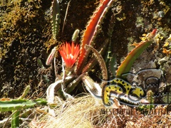 Disocactus speciosus speciosus