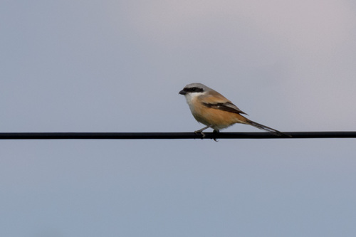 Long-tailed Shrike, Карасук, Новосибирская обл., Россия, photo 8 of 10