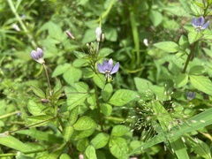 Cleome rutidosperma