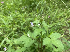 Cleome rutidosperma