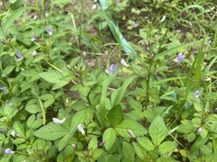 Cleome rutidosperma