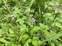 Cleome rutidosperma