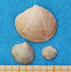 Gouldia minima
