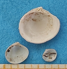 Gouldia minima