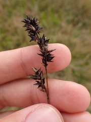 Carex leersii