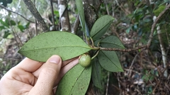 Ternstroemia luteoflora