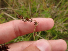 Carex leersii