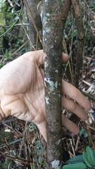 Ternstroemia luteoflora