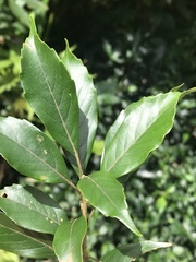 Lithocarpus corneus