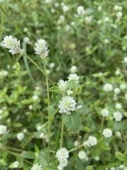 Gomphrena serrata