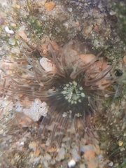 Anthopleura handi