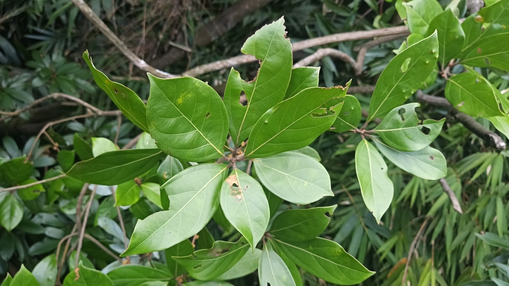 Neolitsea ovatifolia (Neolitsea ovatifolia)