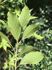 Lithocarpus corneus