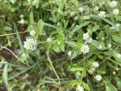 Gomphrena serrata
