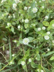 Gomphrena serrata