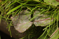 Podosphaera erigerontis-canadensis