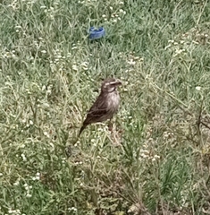 Crithagra reichenowi