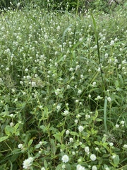 Gomphrena serrata