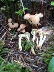 Hypholoma fasciculare