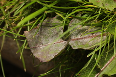 Podosphaera erigerontis-canadensis