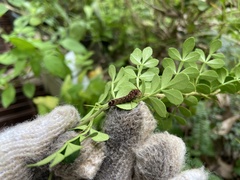 Trilophidia annulata