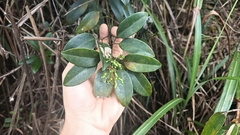 Jasminum lanceolarium