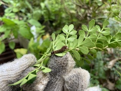 Trilophidia annulata