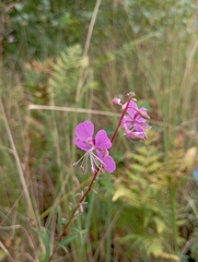 Chamaenerion angustifolium