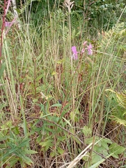 Chamaenerion angustifolium