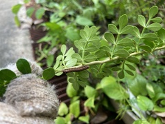 Trilophidia annulata