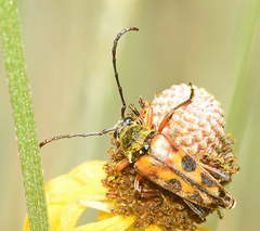 Typocerus octonotatus