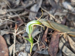 Pterostylis erythroconcha