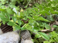 Trilophidia annulata