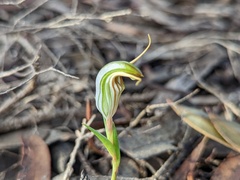 Pterostylis erythroconcha