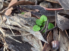 Pterostylis erythroconcha