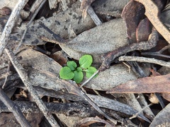 Pterostylis erythroconcha