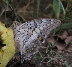 Charaxes solon