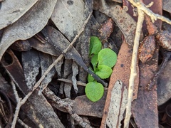 Pterostylis erythroconcha