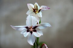 Gladiolus murielae
