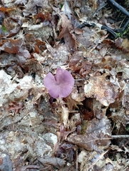 Laccaria amethystina