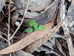 Pterostylis erythroconcha