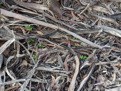 Pterostylis erythroconcha