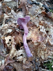 Laccaria amethystina