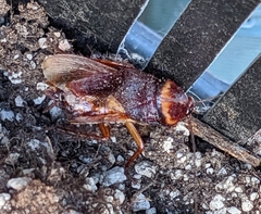 Periplaneta americana